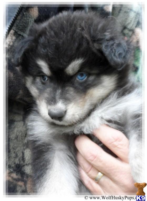 Puppies in NV